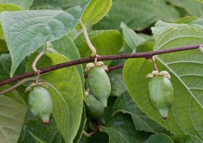 Large Silver vine Powder - Premium Quality